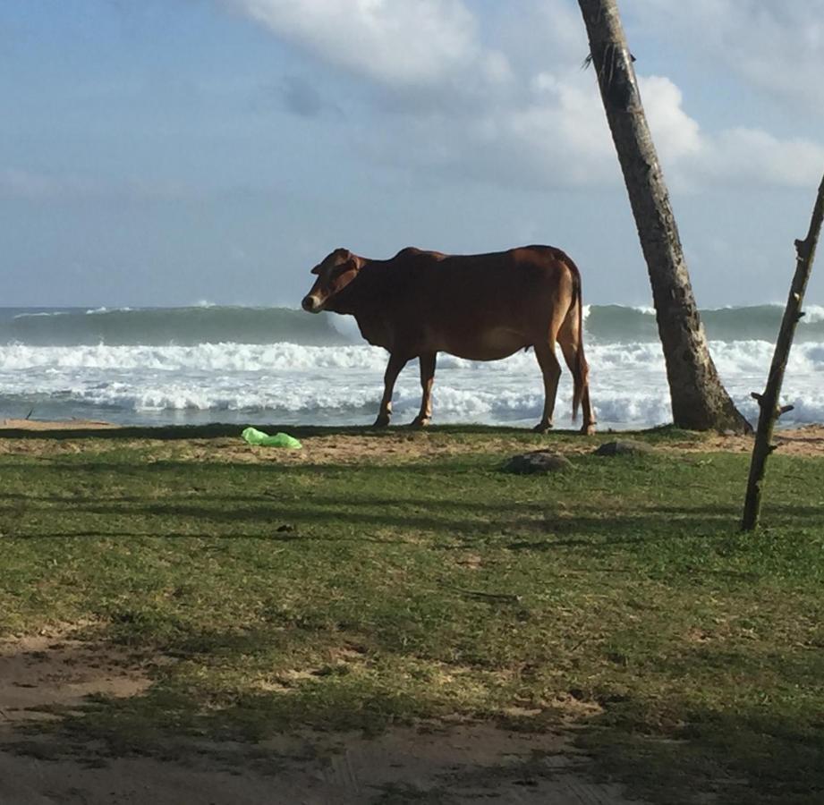 Hotel Sundance Surf Coconut Point Weligama Esterno foto